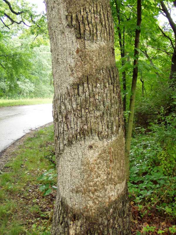 Cankers Diebacks And Wilts